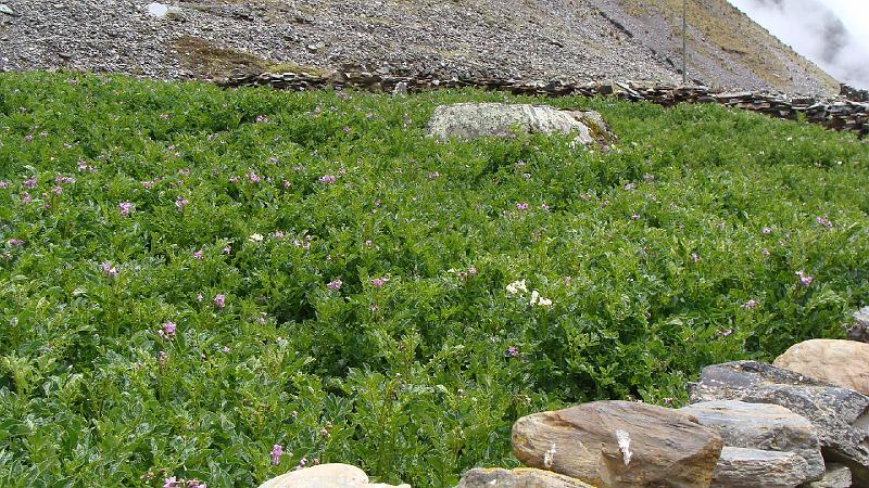 Illampu Trek Steves (36).JPG